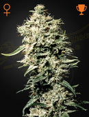 Green House Seeds - WHITE RHINO