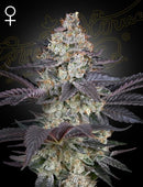 Green House Seeds - ZTRAWBERRY