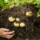 AIR POT POTATO TOWER 50L