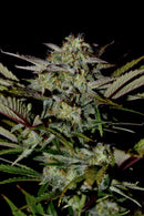 Fast Buds - Apple Strudel Auto