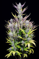 Seed Stockers - Wedding Glue Auto