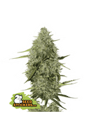 Seed Stockers - BCN Critical XXL Auto