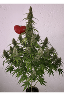 Seed Stockers - BCN Critical XXL Auto