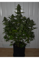 Seed Stockers - BCN Critical XXL Auto