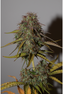 Seed Stockers - BCN Power Plant Auto