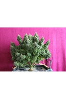 Seed Stockers - BCN Power Plant Auto