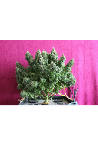 Seed Stockers - BCN Power Plant Auto