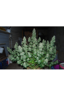 Seed Stockers - Big Bud Auto