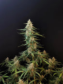 Seed Stockers - Sour Diesel Auto