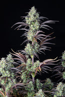 Fast Buds - Mimosa Cake Auto