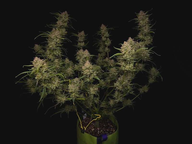 Fast Buds - Guava Auto