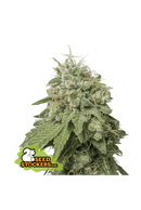 Seed Stockers - Green Crack Auto