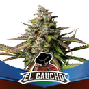 BSF - El Gaucho Faster Flowering
