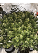 Seed Stockers - White Widow Auto