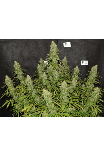 Seed Stockers - White Widow Auto